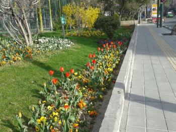 بهار در تهران، تقدیم به چشم های تو / تصاویر