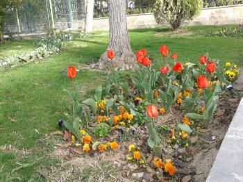 بهار در تهران، تقدیم به چشم های تو / تصاویر