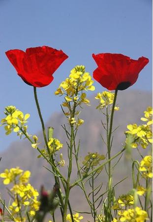 دیدار در باغ 