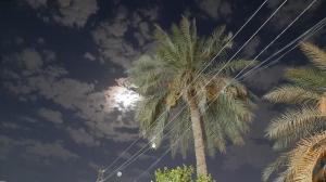 خدمت زیر سایه نخل‌ها!