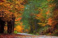 جواد و طاهره