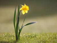 از آمدنش ارض و سما دلشاد است