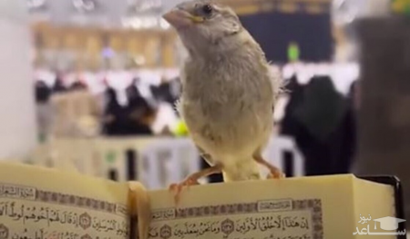 فیلمی عجیب از حضور تاثیرگذار یک پرنده در خانه خدا!